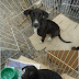 Cachorrinhas resgatadas do lixão aguardam adoção.