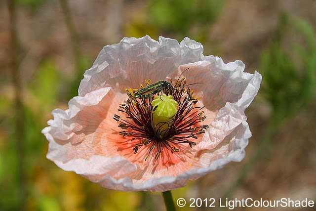 Pale salmon pink poppy with metallic green beetle