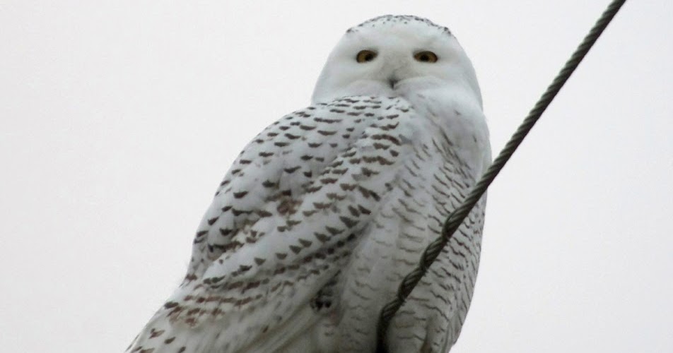 Ohio Birds and Biodiversity: Snowy Owl report for Ohio (with regular  updates)