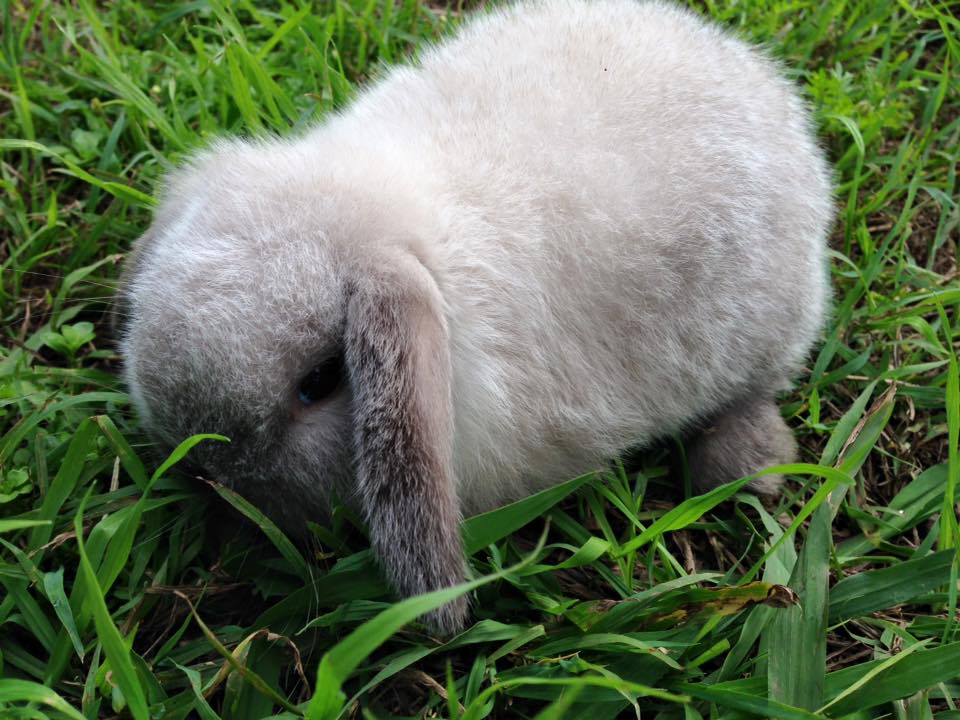 hollanda lop tavsani satilik lop tavsani balikesir ucretli sahiplendirilecektir fiyat 100 tl 0534 962 19 66