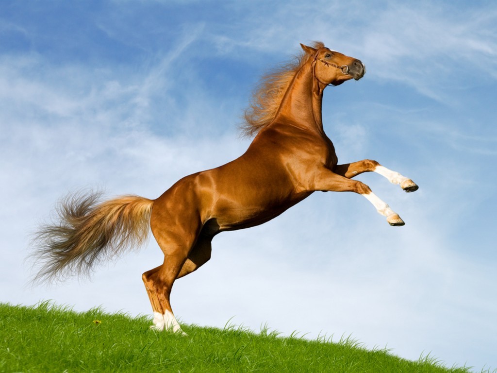 Bavarian chesnut horse Jump Okay Wallpaper