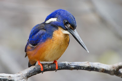 Blue Kingfisher Bird wallpapers