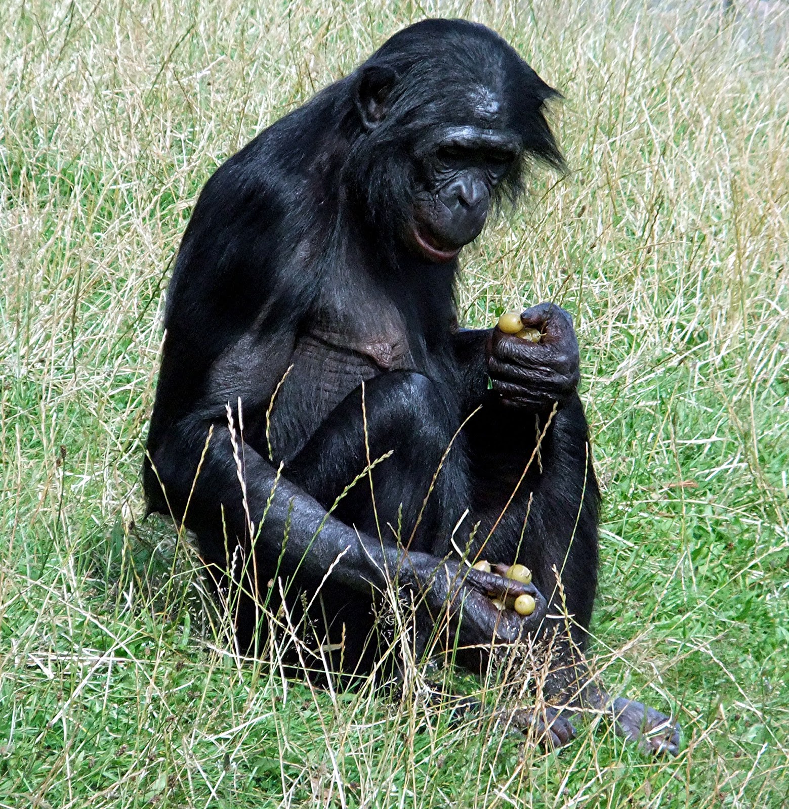 As a hybrid of a man and a chimpanzee was born in the USA, which was killed by panicked scientists As a hybrid of a man and a chimpanzee was born in the USA, which was killed by panicked scientists