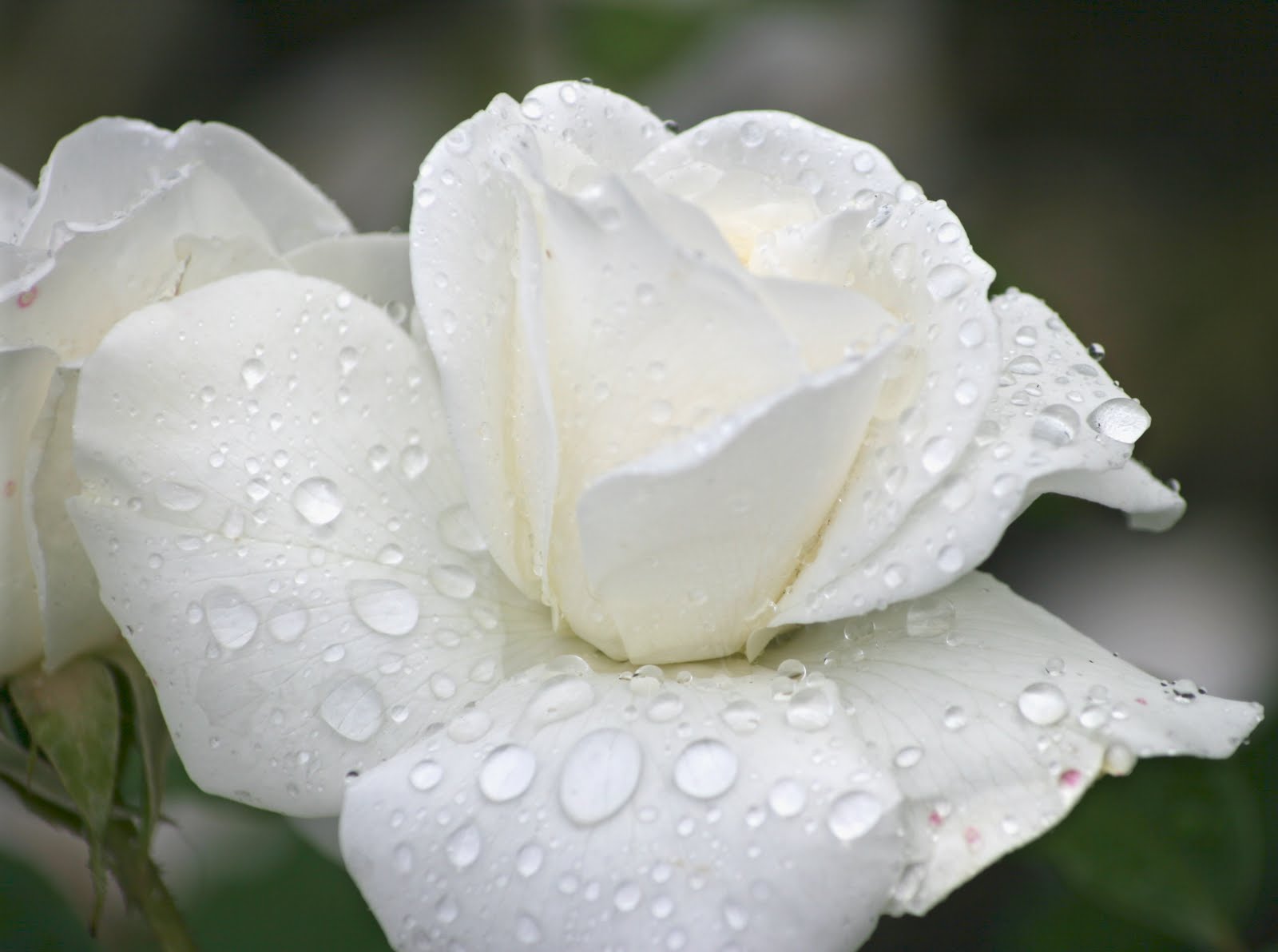 Flower Photos White Rose with Raindrops