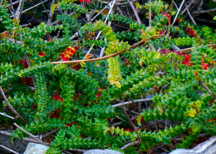 This Christmas Bush you do not want to mess with Great Expectations