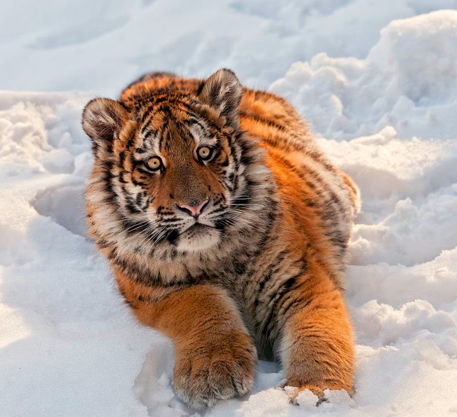 18 Stunning Pictures of Siberian Tigers Chilling Out in Snow - Best