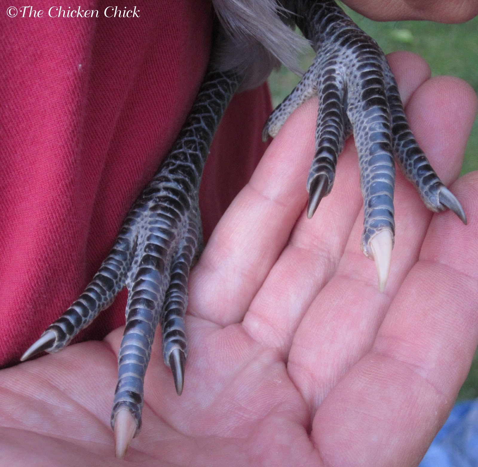 Scaly Leg Mites in Chickens, Identification & Treatment The Chicken