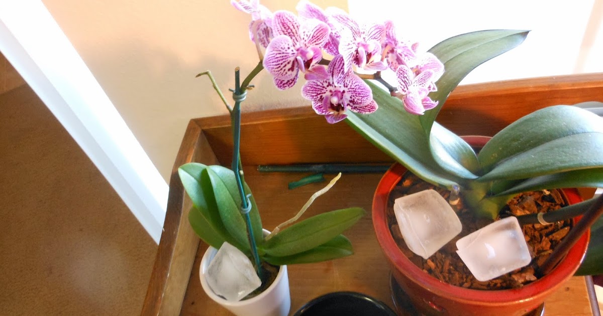 Orchid Obsession Ice Cube Method of Watering