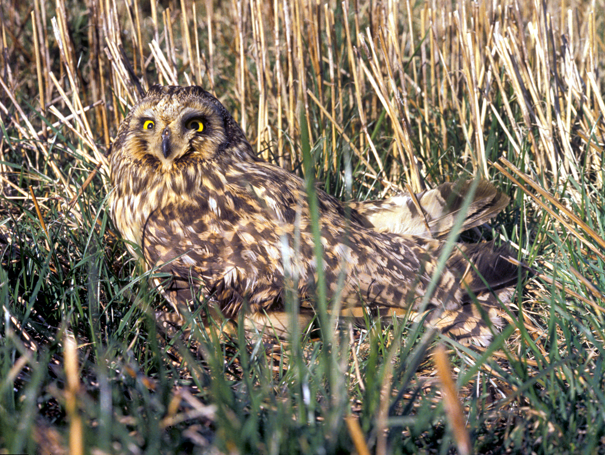 Duhallow Raptor Conservation Project Other Birds of Prey