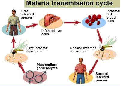 Notokrecimy Cara Mencegah Penyakit Malaria