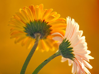 flowers for background