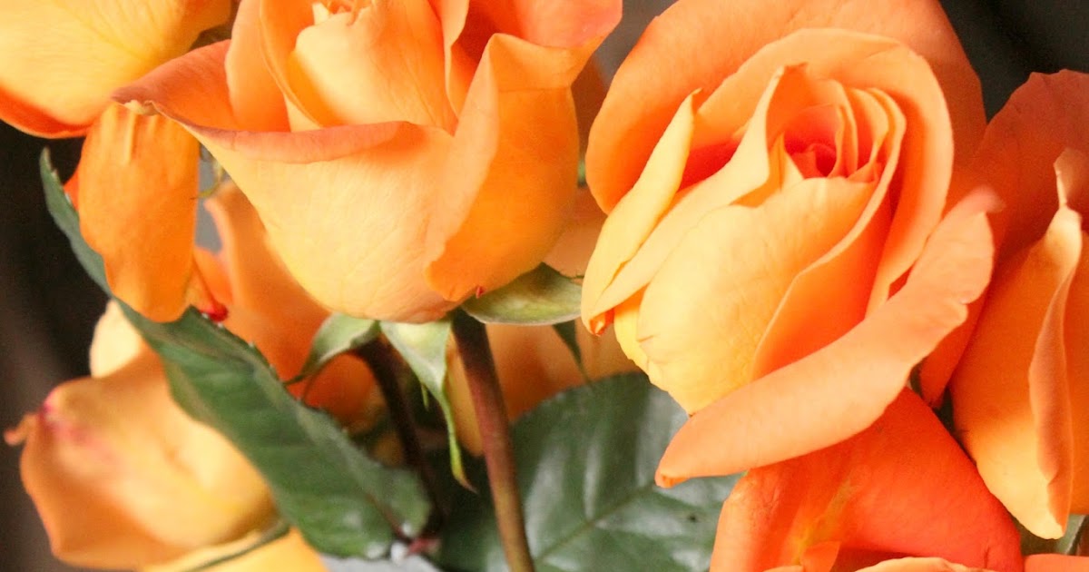 Can't Go Wrong with Roses Rusty Hinge