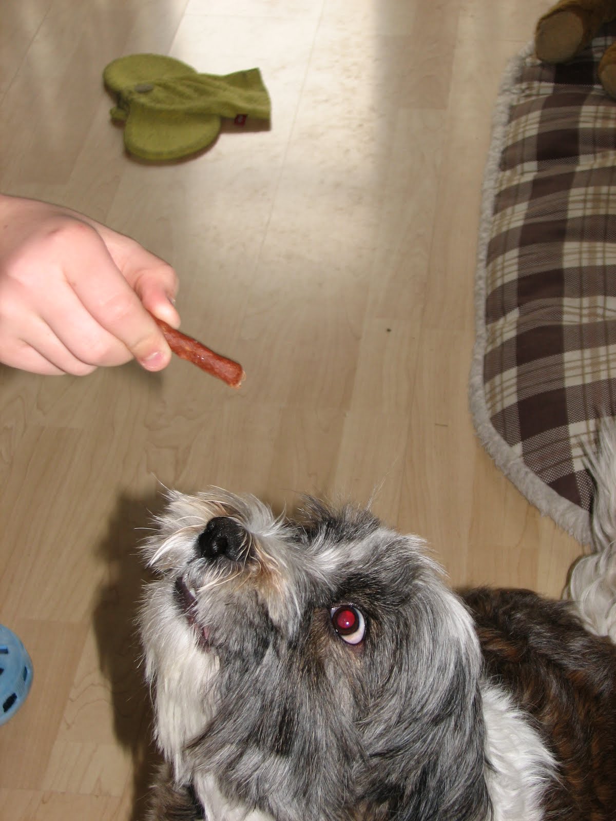 testfreak Hundesnack Beef aus dem Hundecafe