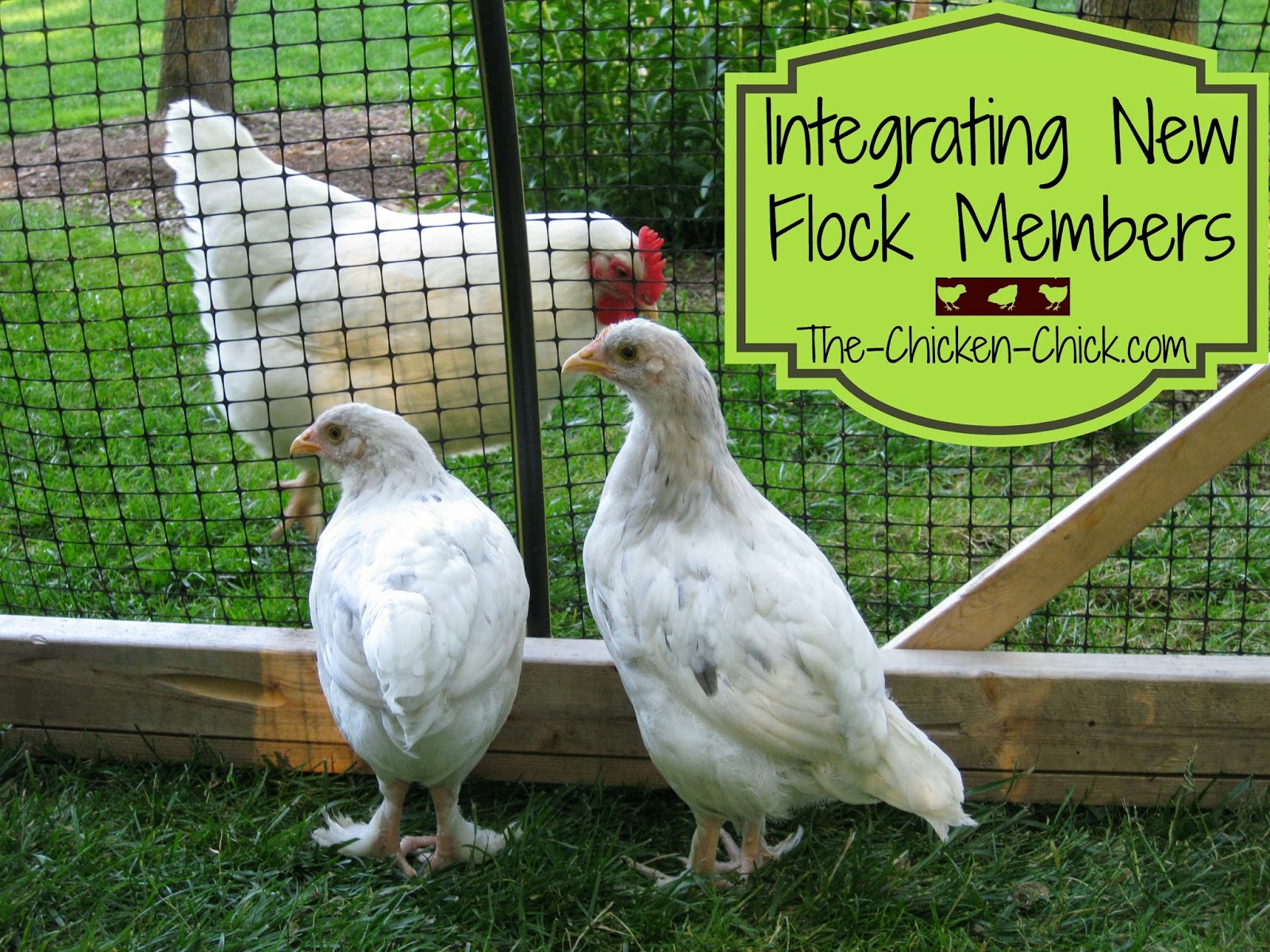 Integrating New Chickens into the Flock "The Playpen Method" The