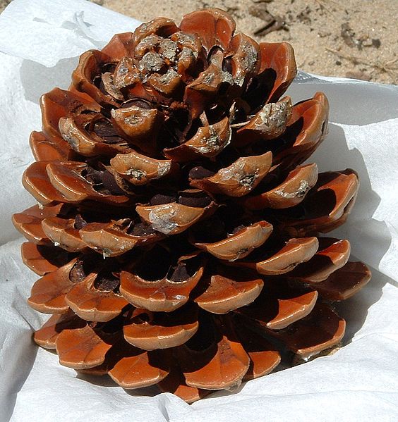 Flora y Fauna en La Sagra Pino piñonero Pinus pinea