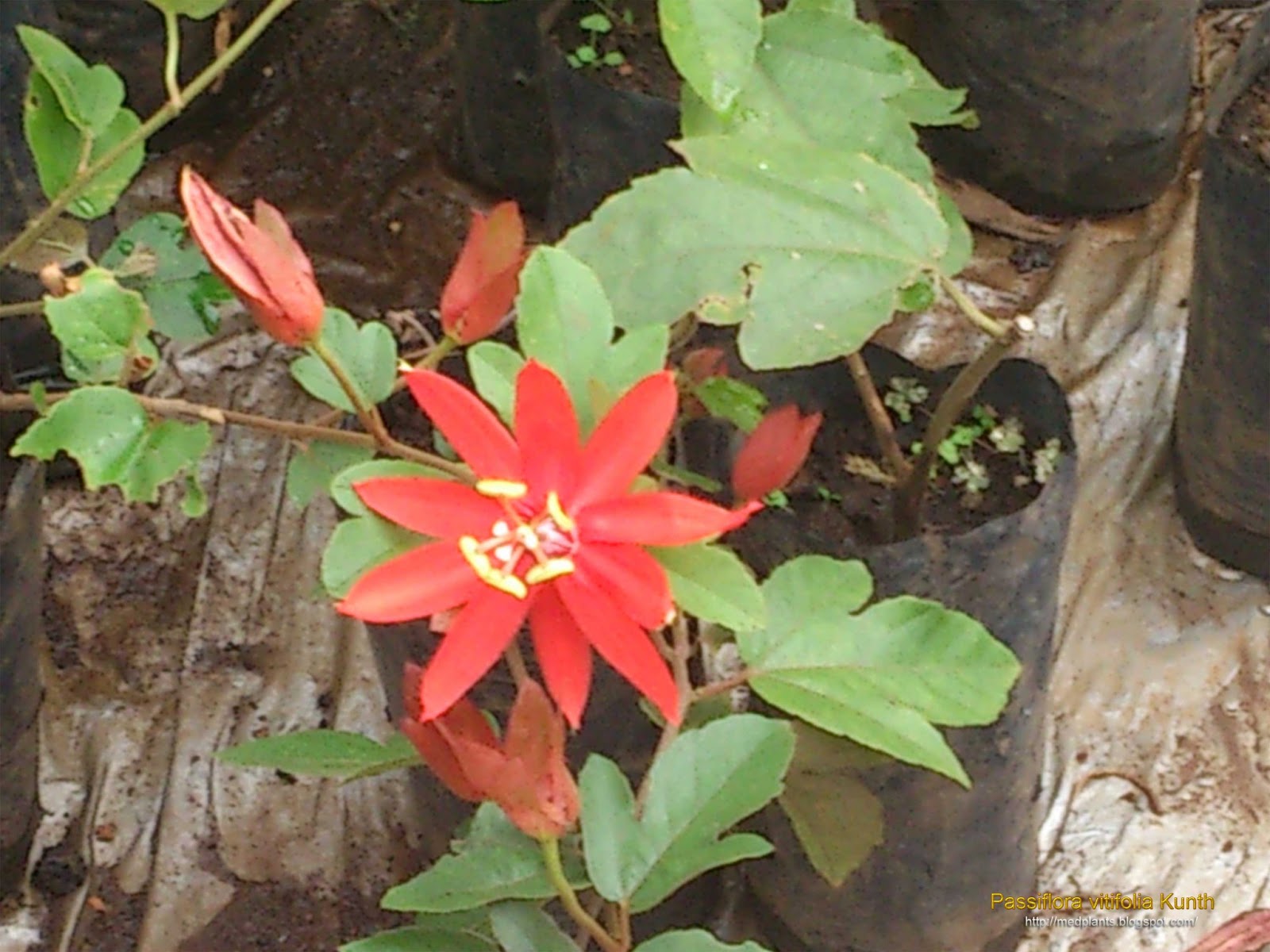 Medicinal Plants Passiflora vitifolia Perfumed Passion Flower Grape