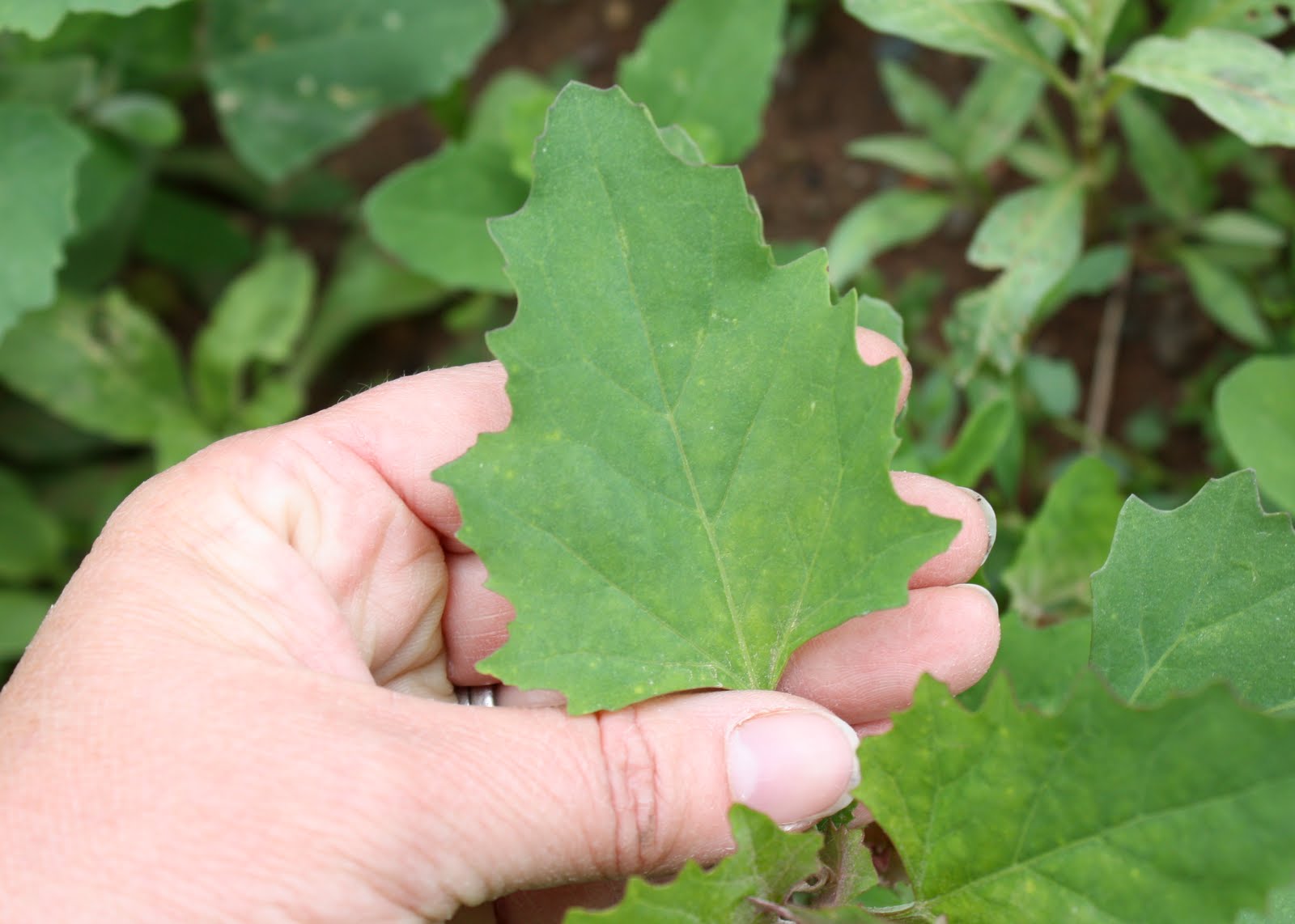 lil fish studios eating common lambsquarters chenopodium album