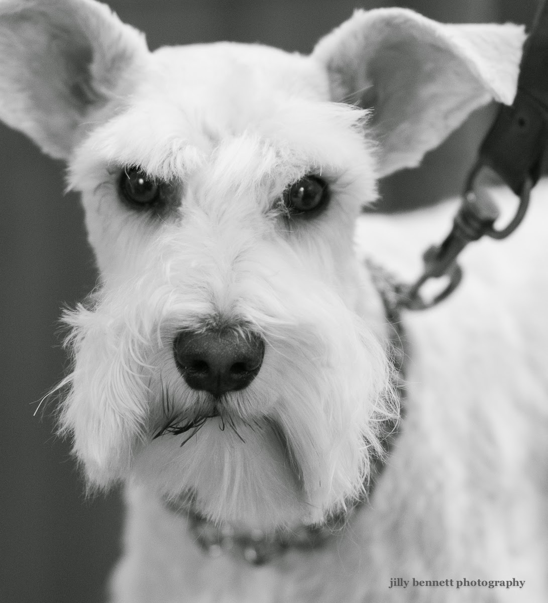 RIVIERA DOGS Lola the White Miniature Schnauzer