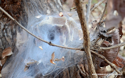 trap to catch insects by spider