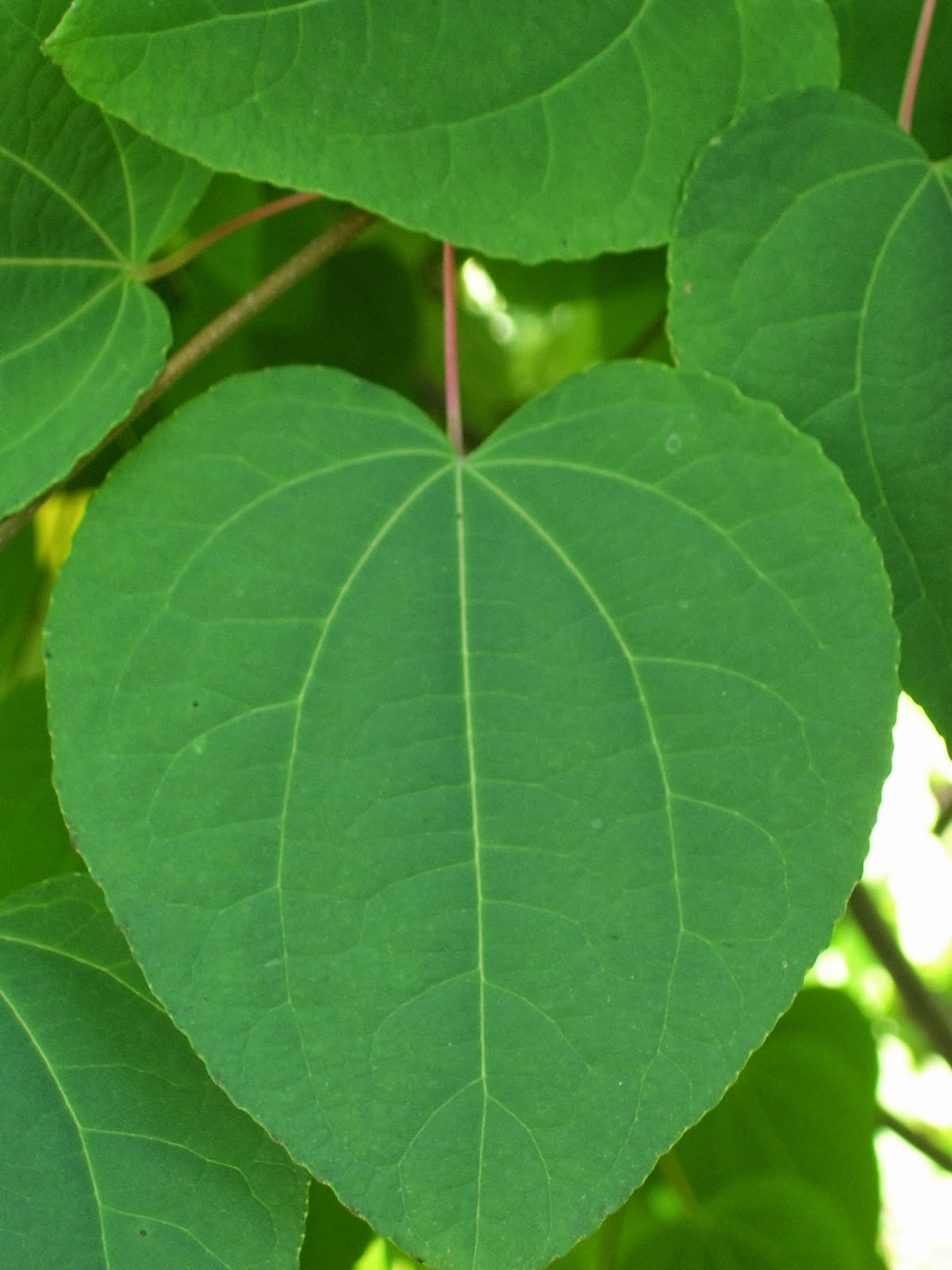 talking to plants heart shaped foliage