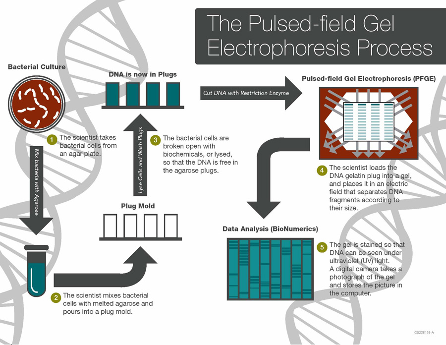 Pulse Field Gel Electrophoresis (PFGE) Definition, Procedure and