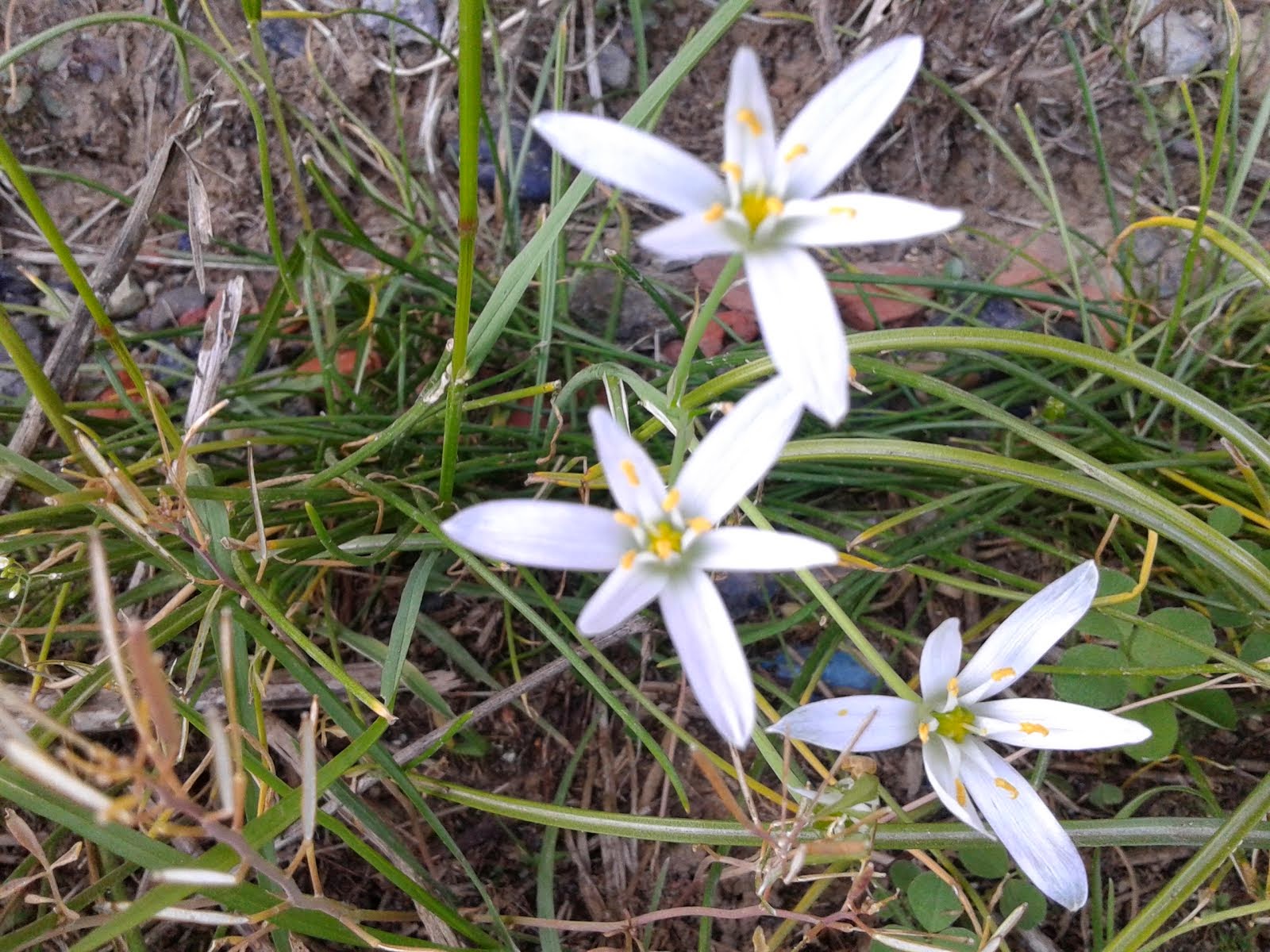 Fiori di campo