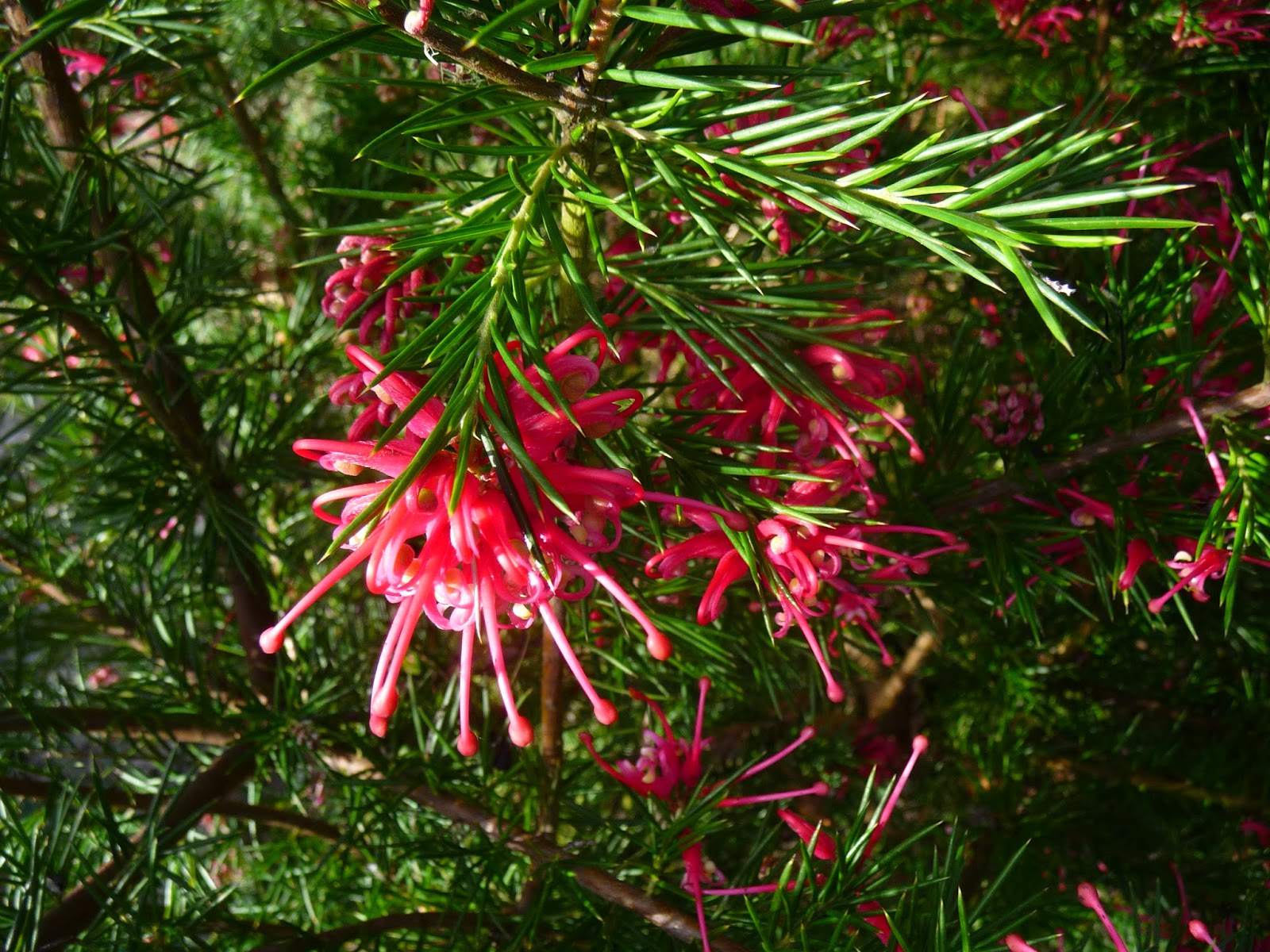 Le Douaire Ile De Vivre Tout Savoir Sur Le Photinia X Fraseri
