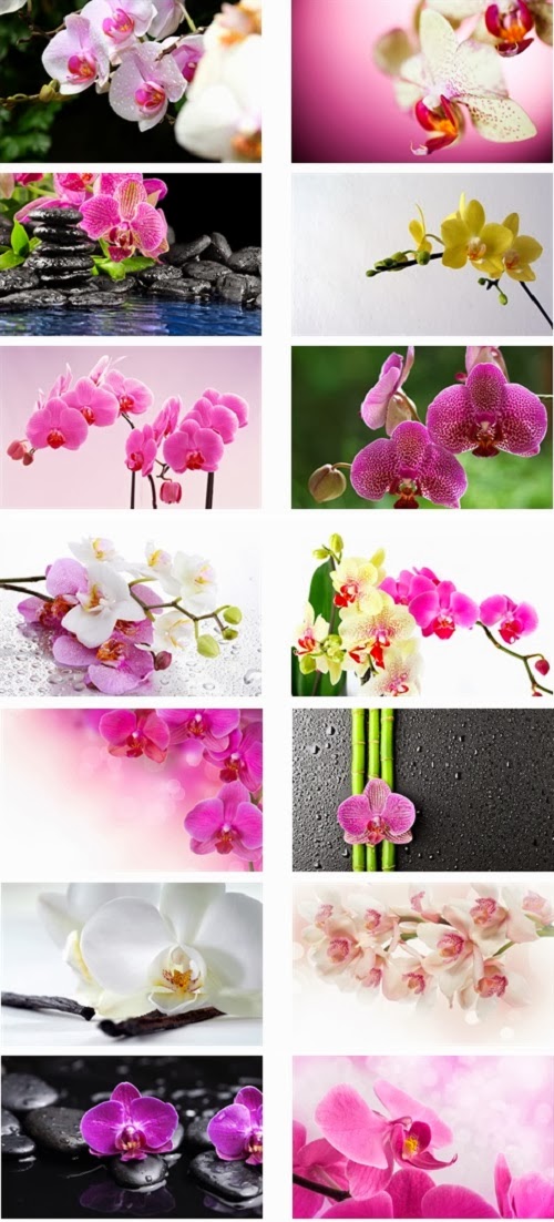 Ouo Themes Orchid Flowers Theme For Windows 7 And 8 8 1