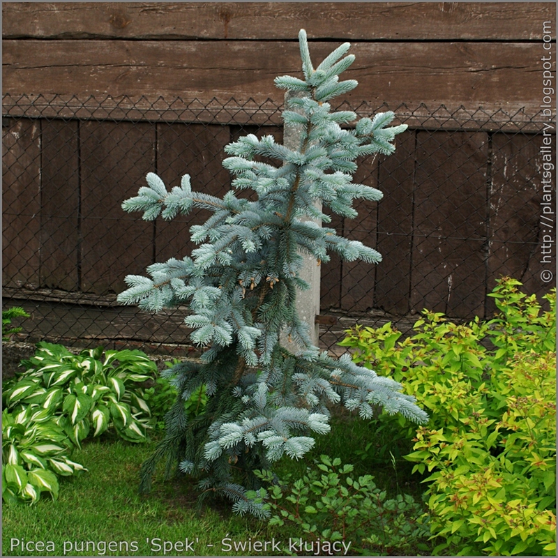Picea pungens 'Spek' - Świerk kłujący