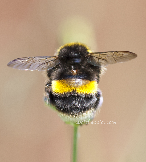 bumble+bee+2.jpg