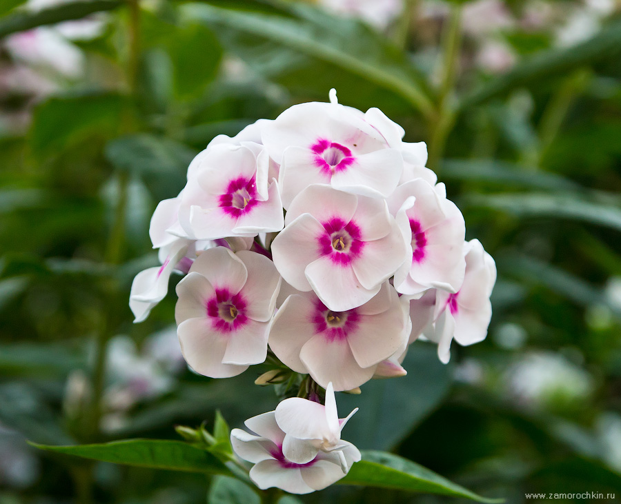 Белый флокс с малиновым глазком | White phlox with the crimson eye