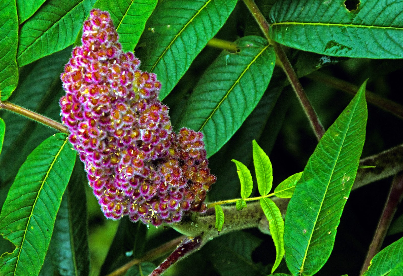 Blue Jay Barrens Fragrant Sumac In The Prairie