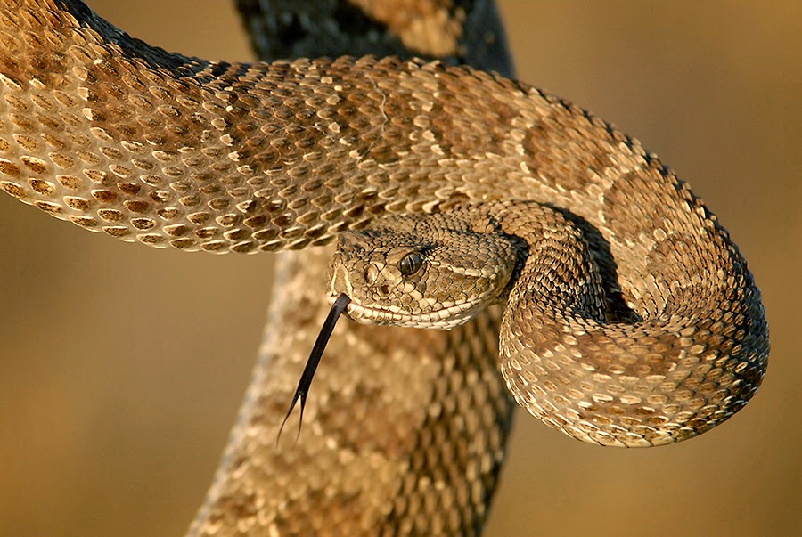 Dakotagraph Know your South Dakota wildlife