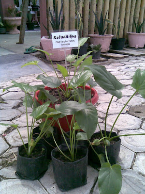 Membunuh atau menghambat sel-sel kanker Menghilangkan efek buruk