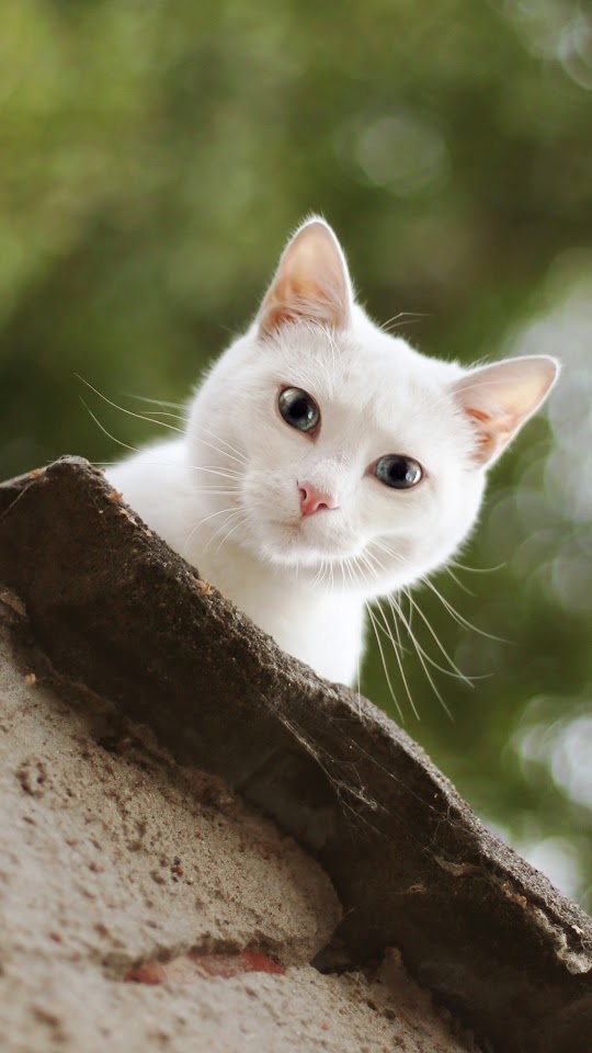 White Cat Look Galaxy Note HD Wallpaper White Cat Look Galaxy Note HD Wallpaper
