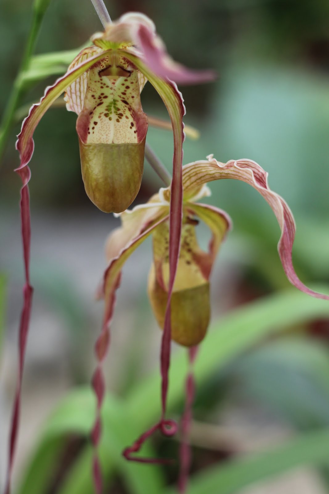 Autumn in Montevideo The World's Smallest Flower