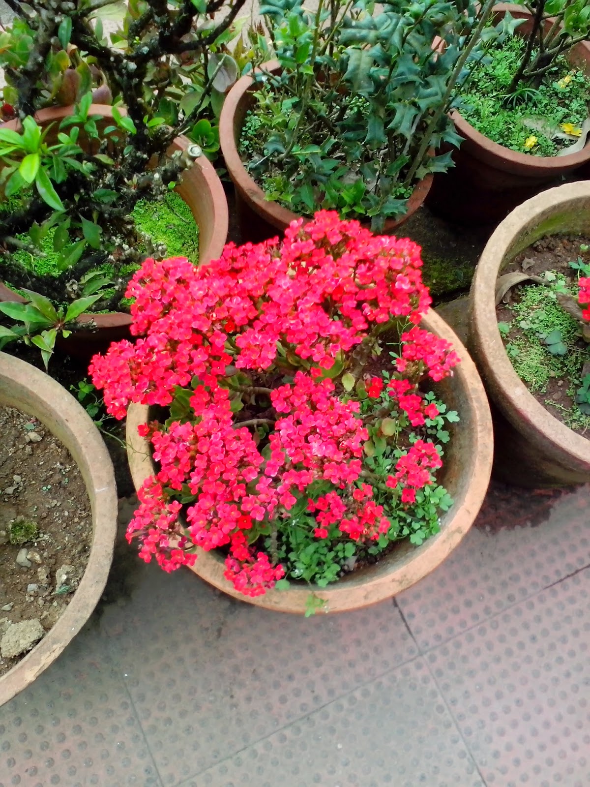 Garden Care Simplified Flower Exhibition and Flower Show Kerala some