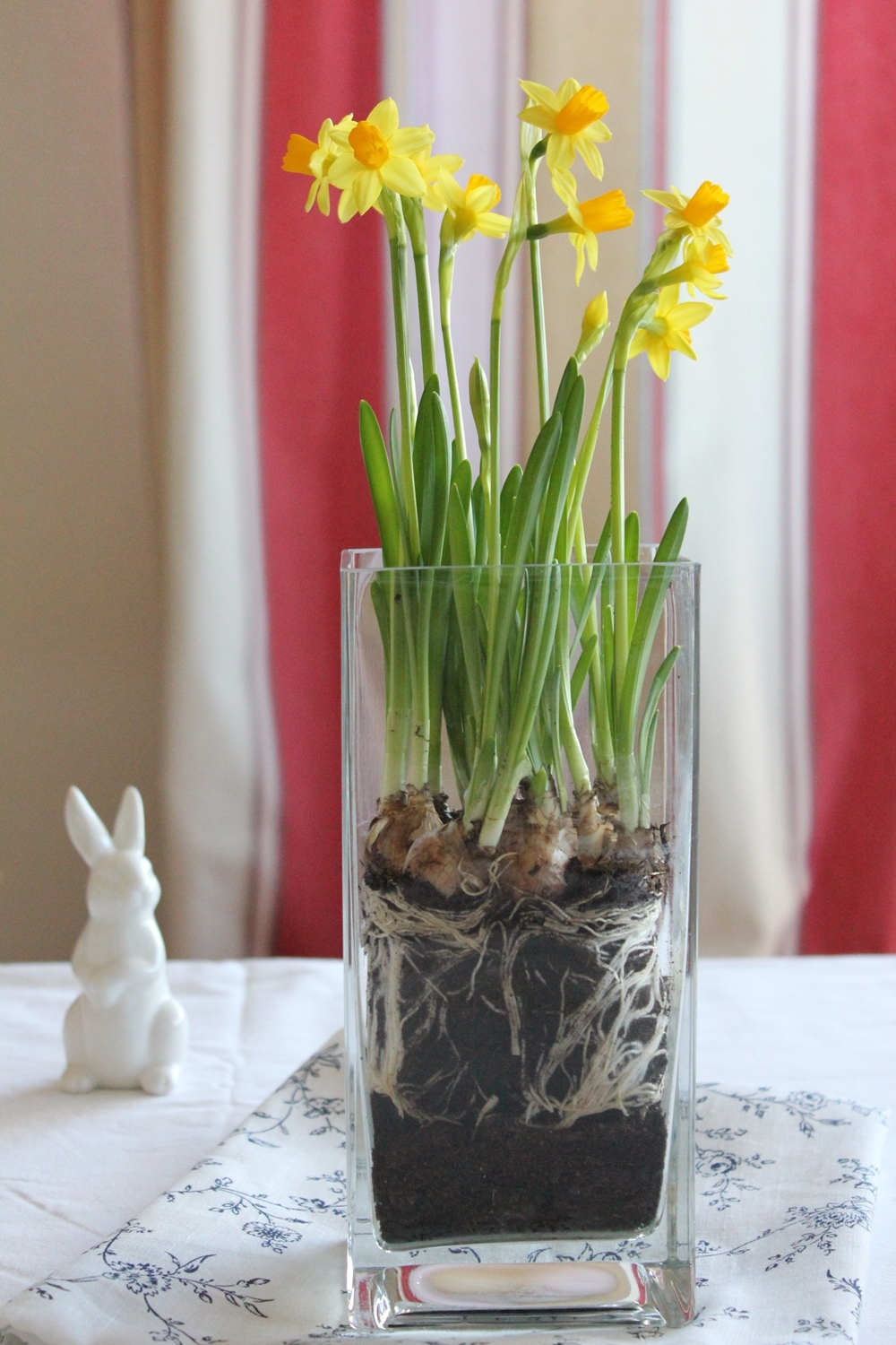 Narzissen Deko Im Glas information online