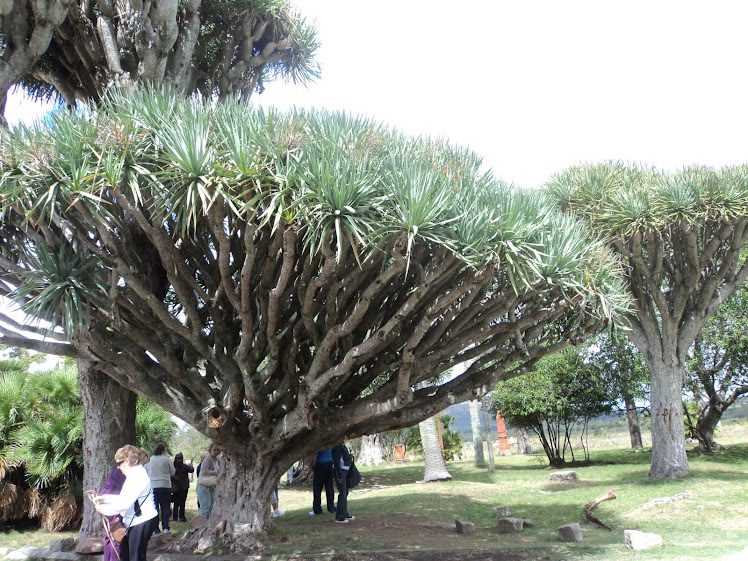 Árbol drago.