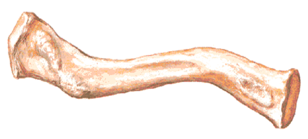 Clavicle - Dunia Perubatan