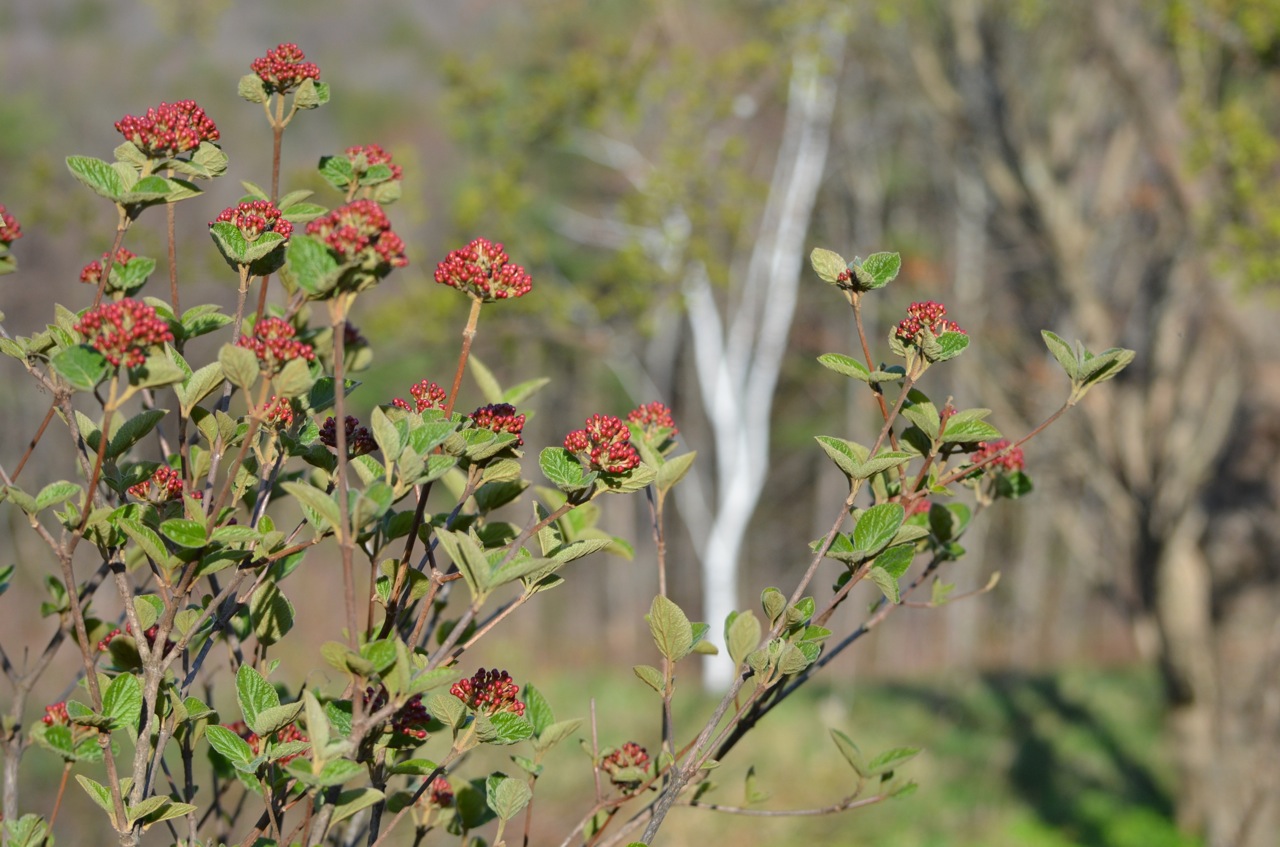 Garden Muses Not Another Toronto Gardening Blog 01 05 12 01 06 12