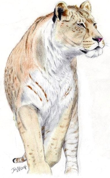 Welt Des Wissens Der Grosste Lowe Jagte In Amerika