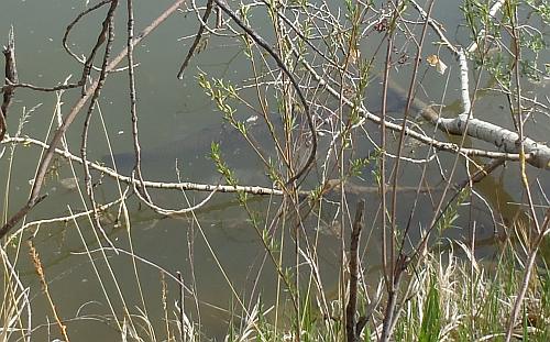 Grass carp eating leaves from a downed tree 3