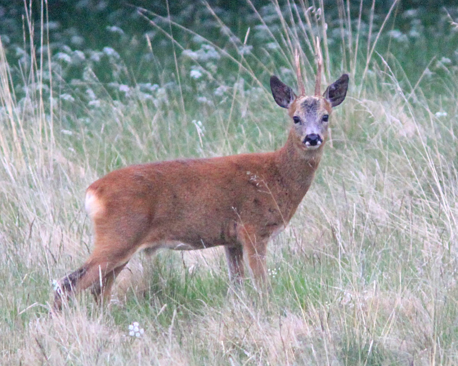Northamptonshire Birding Scotland Day 36 (29th June)