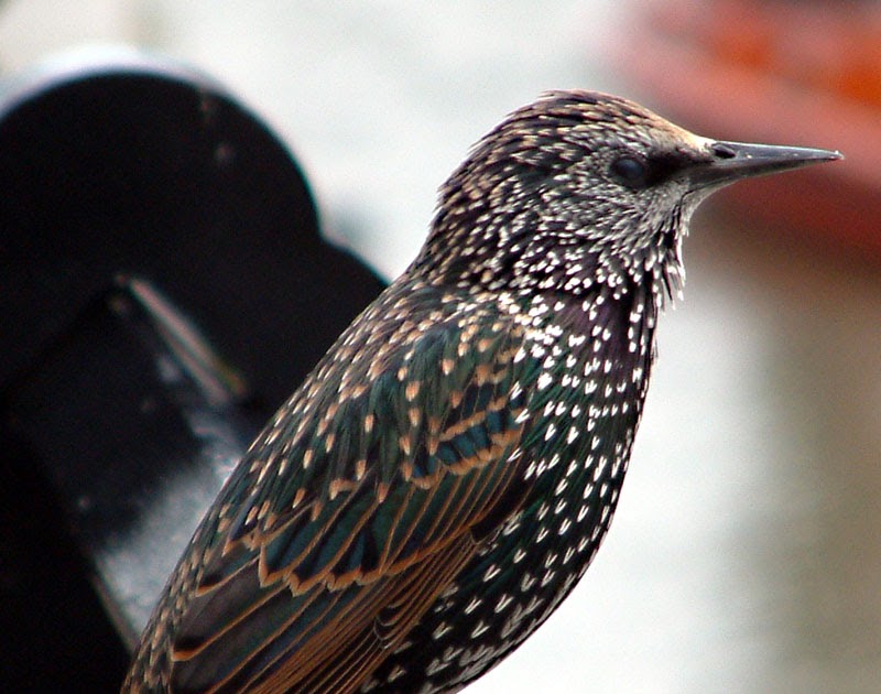 The beauty of starlings