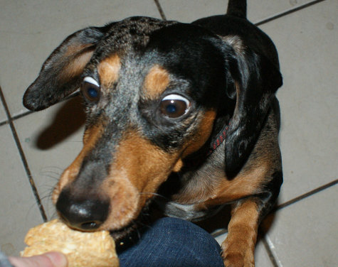 How to Make Homemade Dog Biscuits How to Make Homemade Dog Biscuits