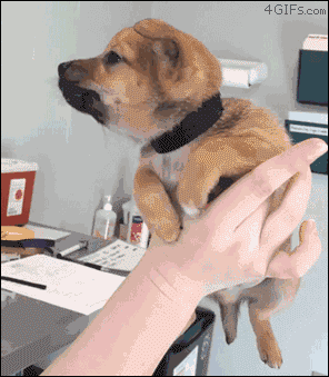 Funny animal gifs - part 86 (10 gifs), cute puppy tapping human hand