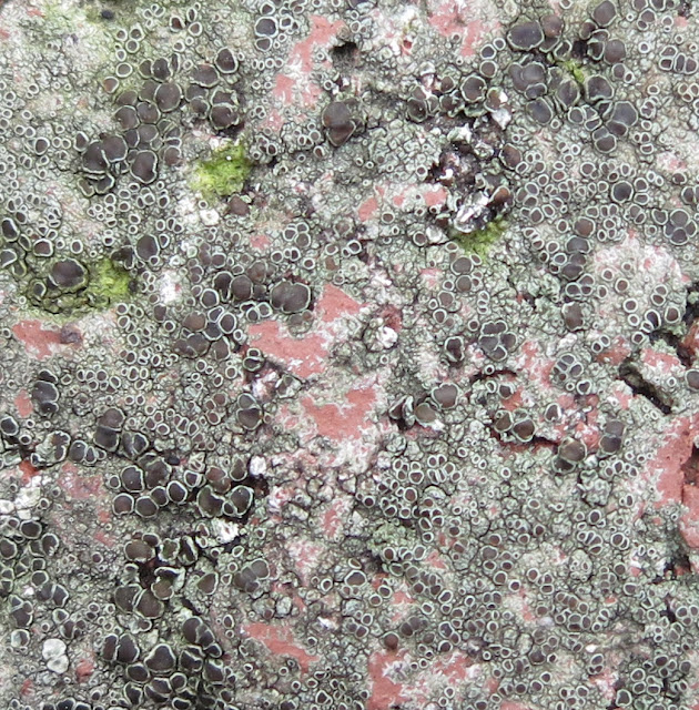 Close up of the lichen.