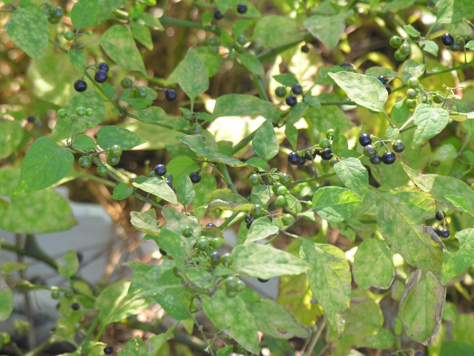 Michael Porter, Equine Veterinarian Poisonous Plants Quiz