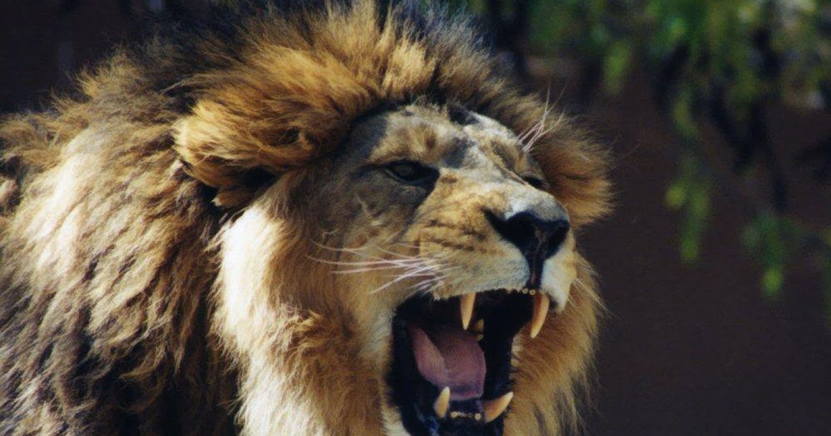 wallpapers: Lion Roaring Wallpapers